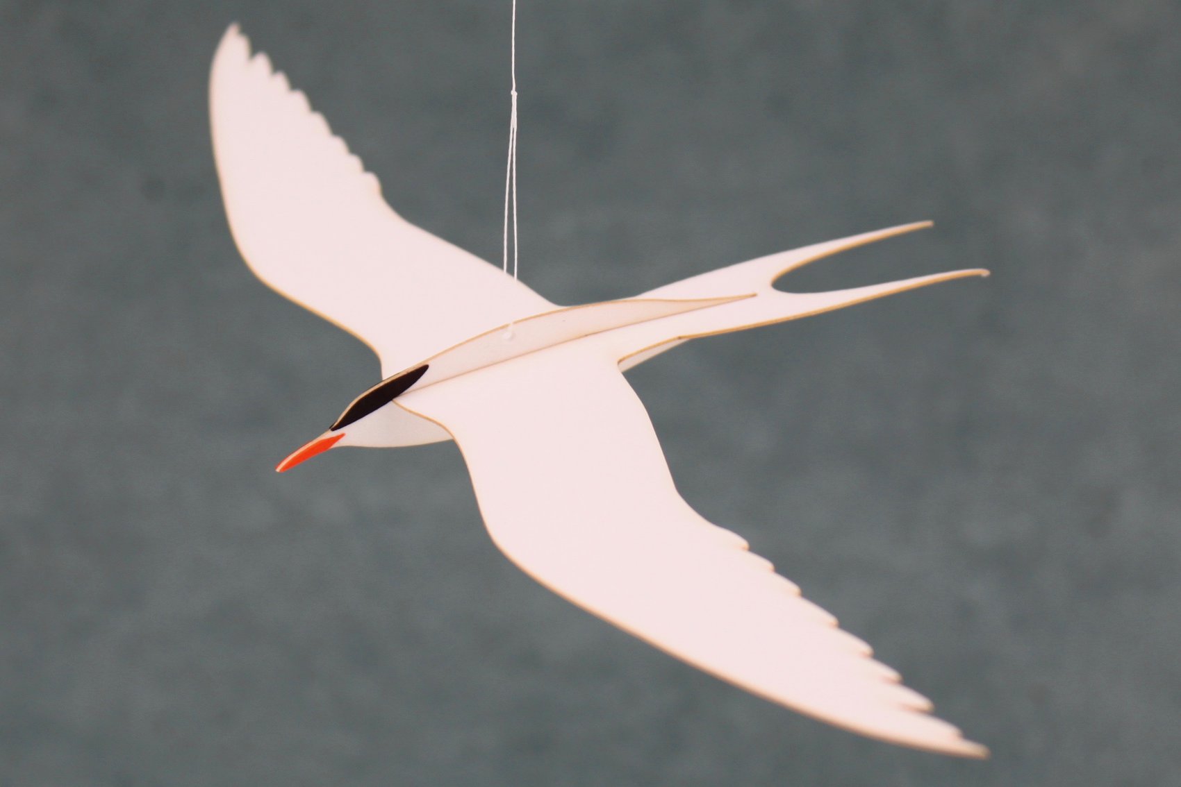 Tern